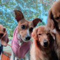 Snouts